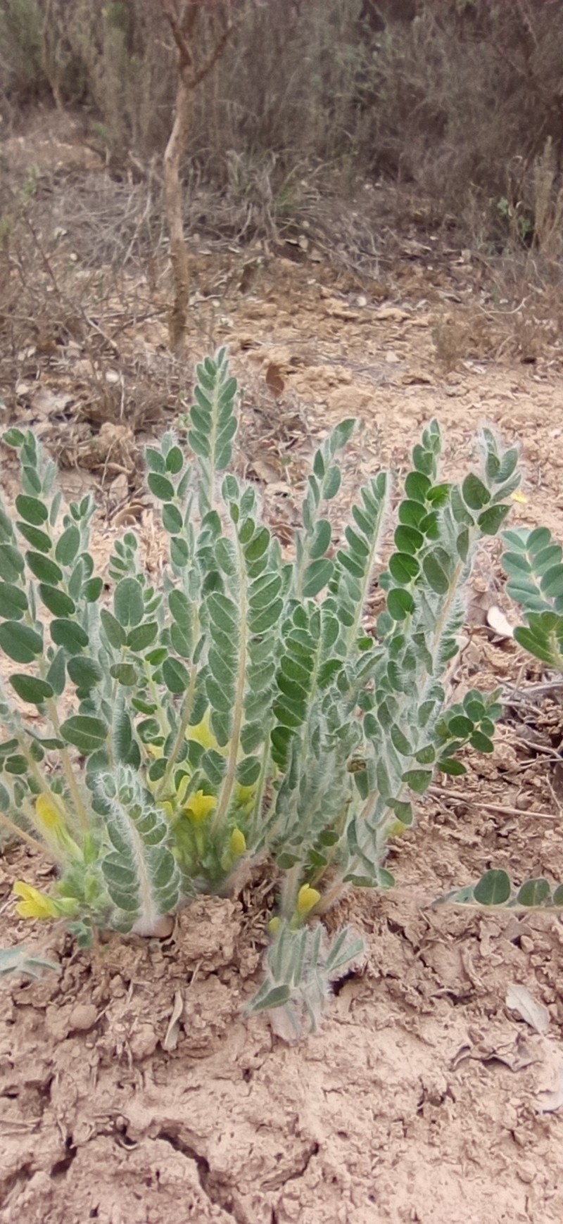 Astragalus cavanillesii photo 5