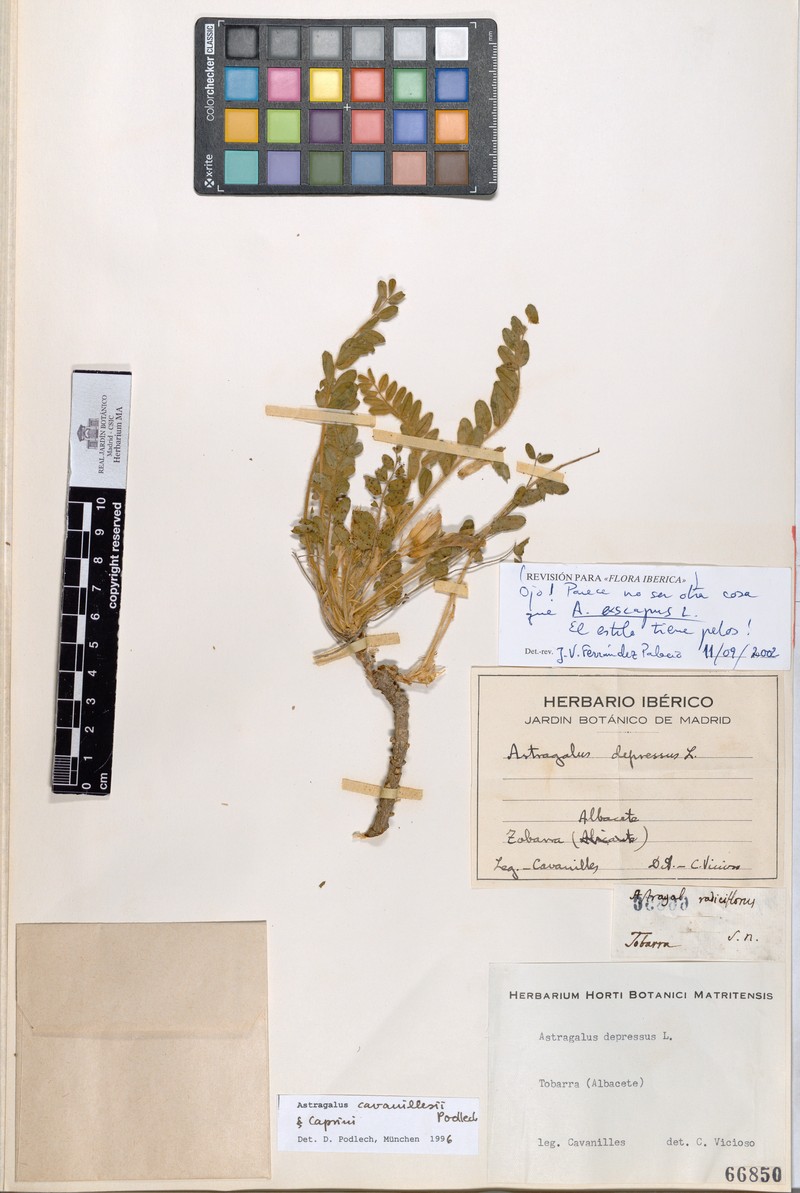 Astragalus cavanillesii photo 6