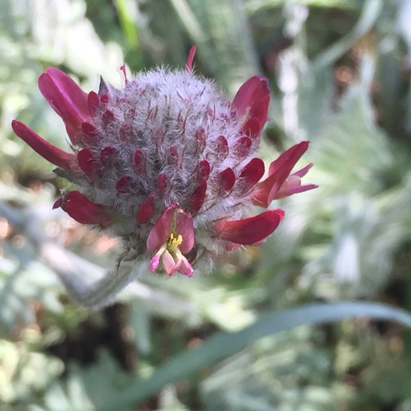 Astragalus cedreti photo 2