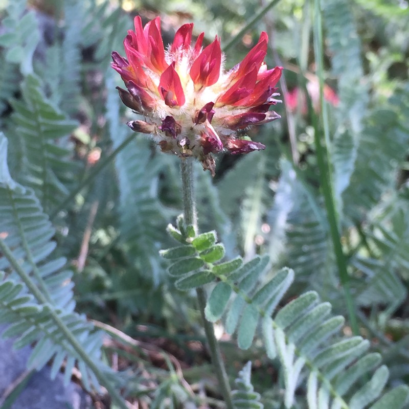Astragalus cedreti