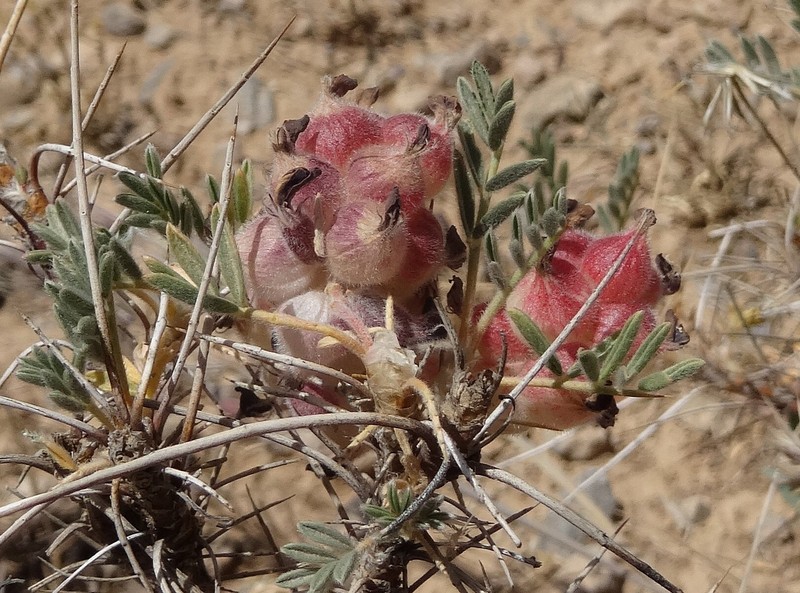 Astragalus cemerinus photo 2