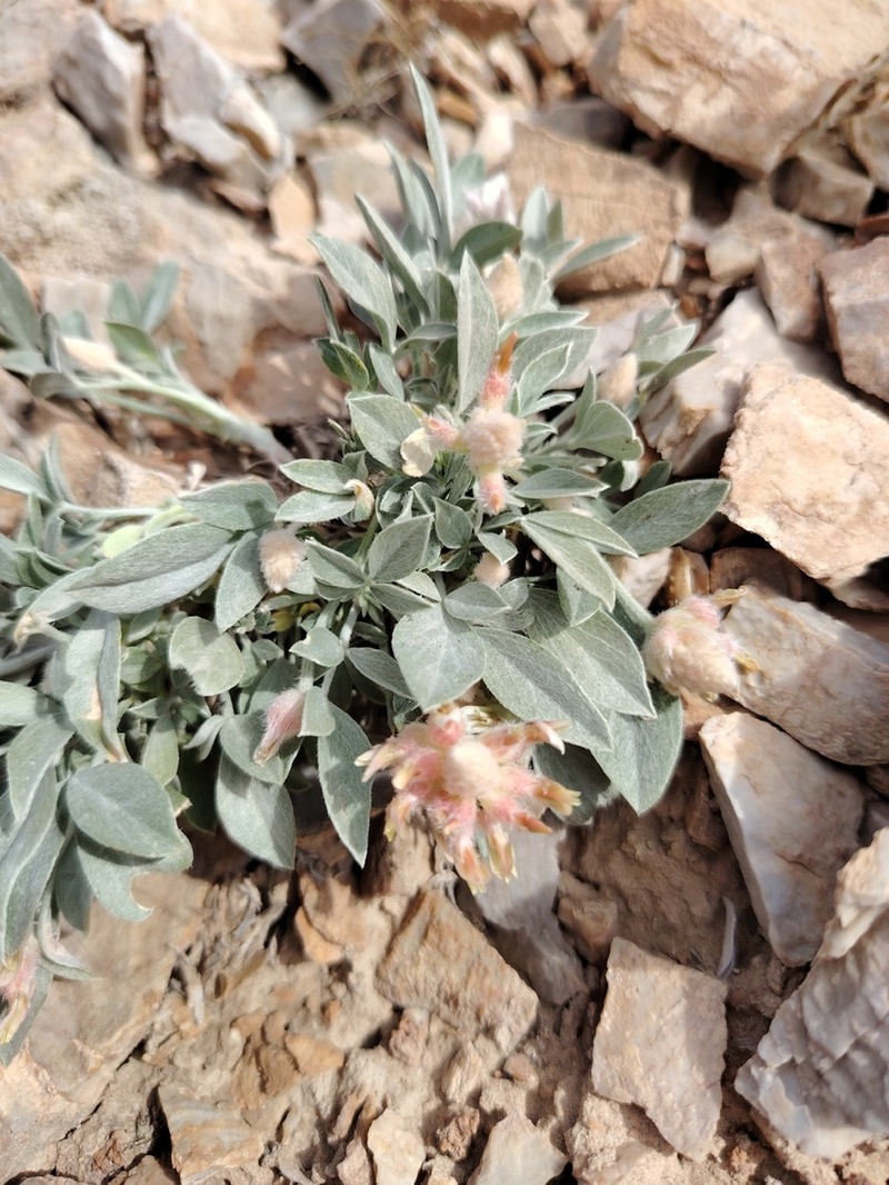 Astragalus centralis
