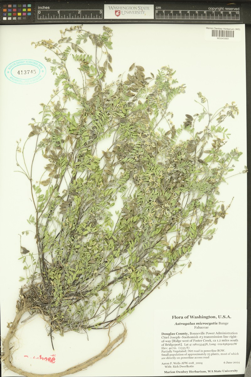 Astragalus centralis photo 2