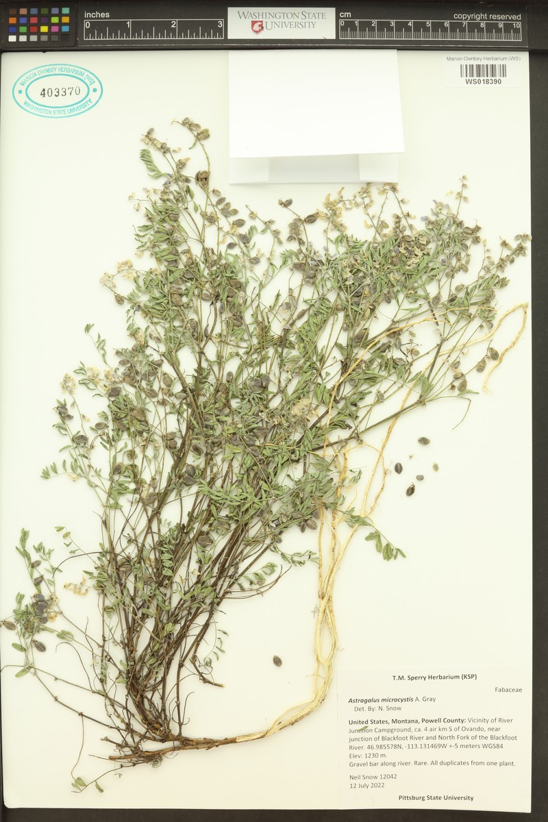 Astragalus centralis photo 3