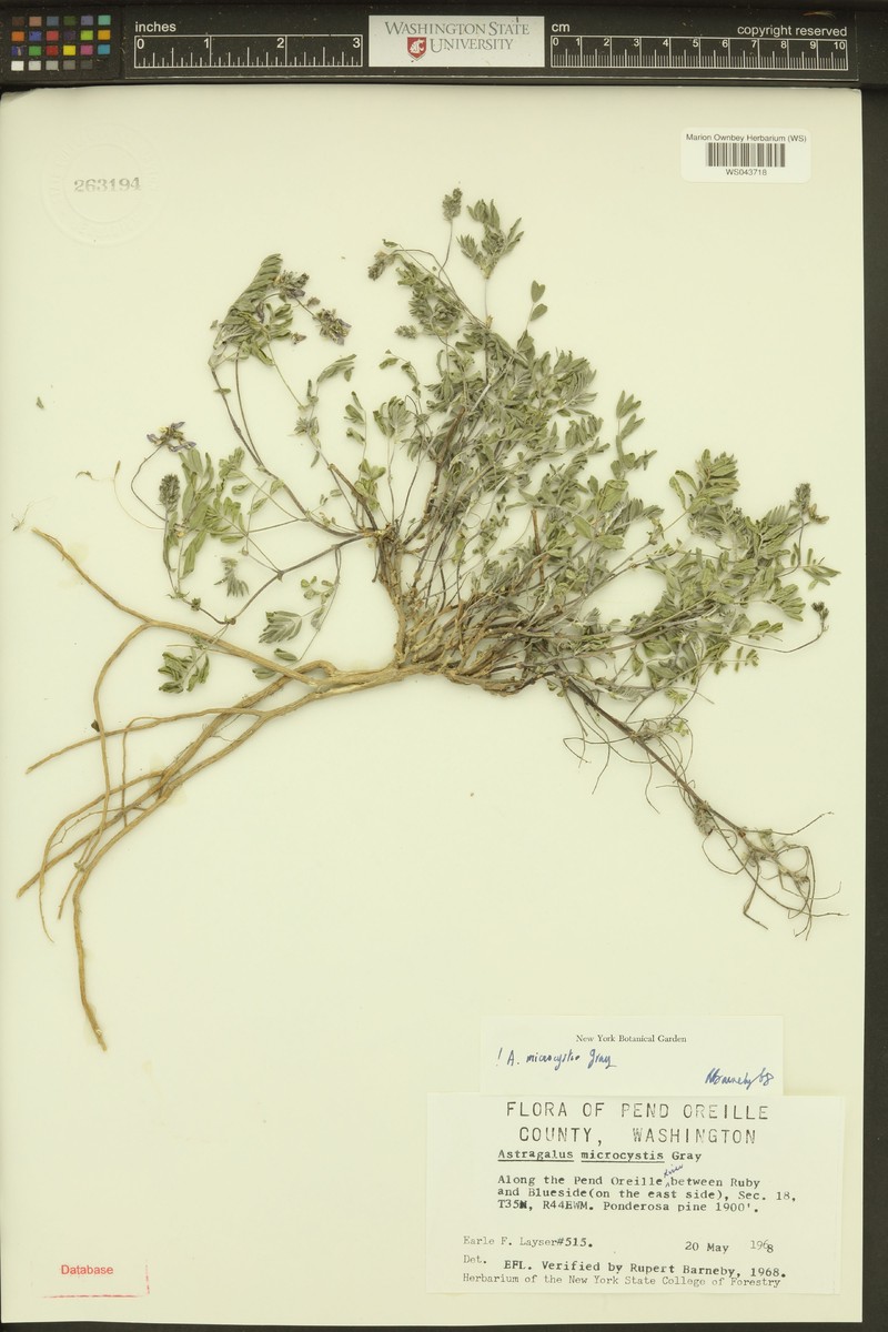 Astragalus centralis photo 4