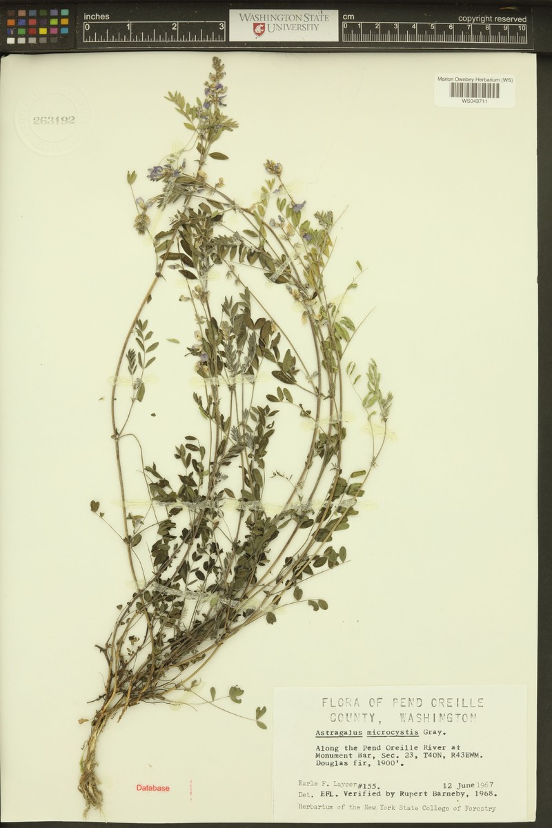 Astragalus centralis photo 5