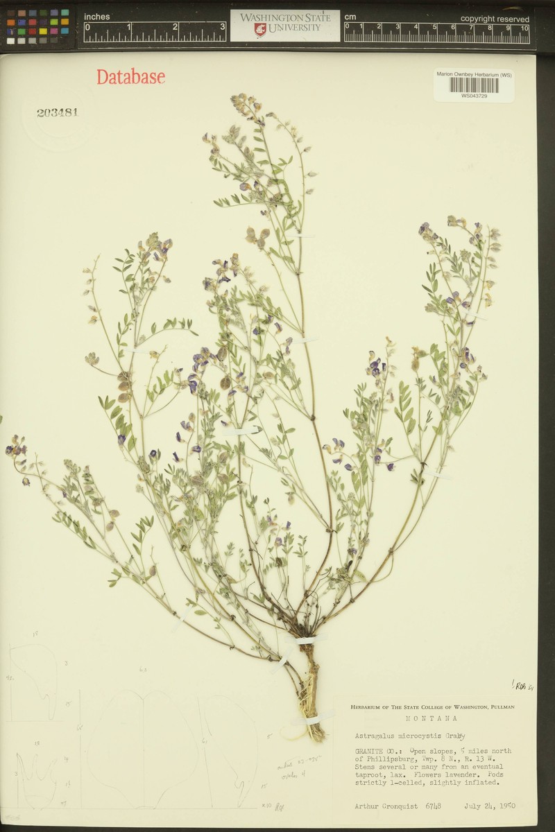 Astragalus centralis photo 6