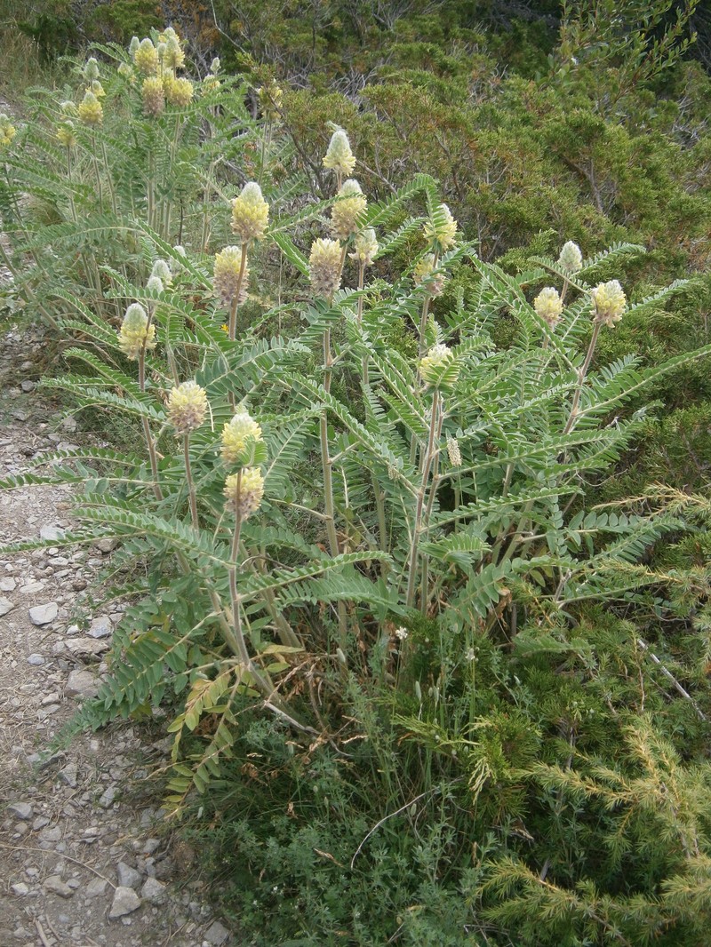 Astragalus centroalpinus