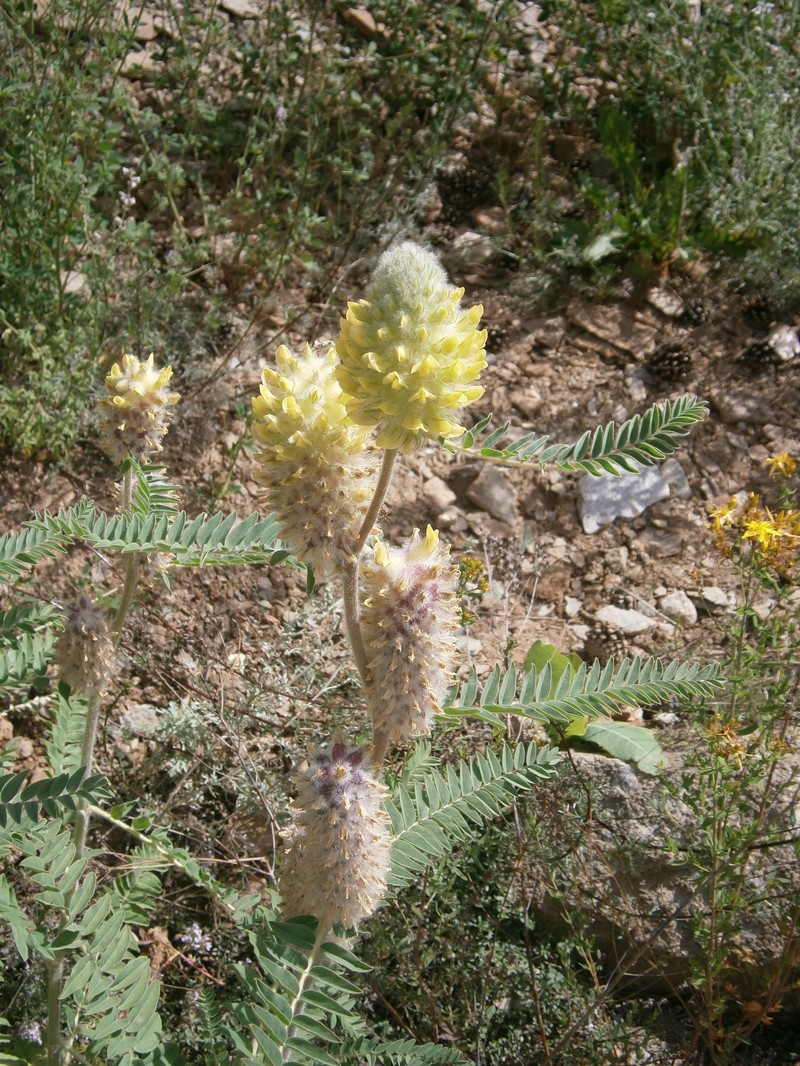 Astragalus centroalpinus photo 2