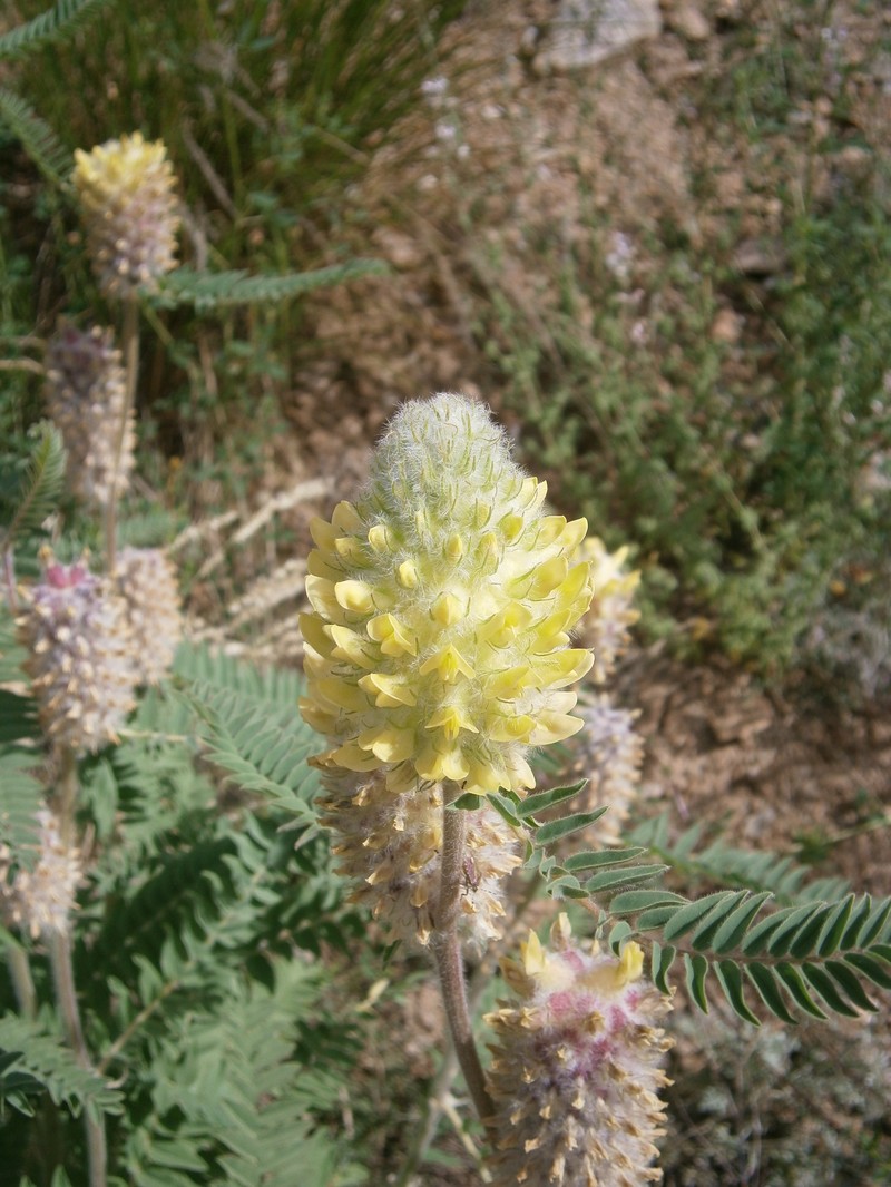 Astragalus centroalpinus photo 3