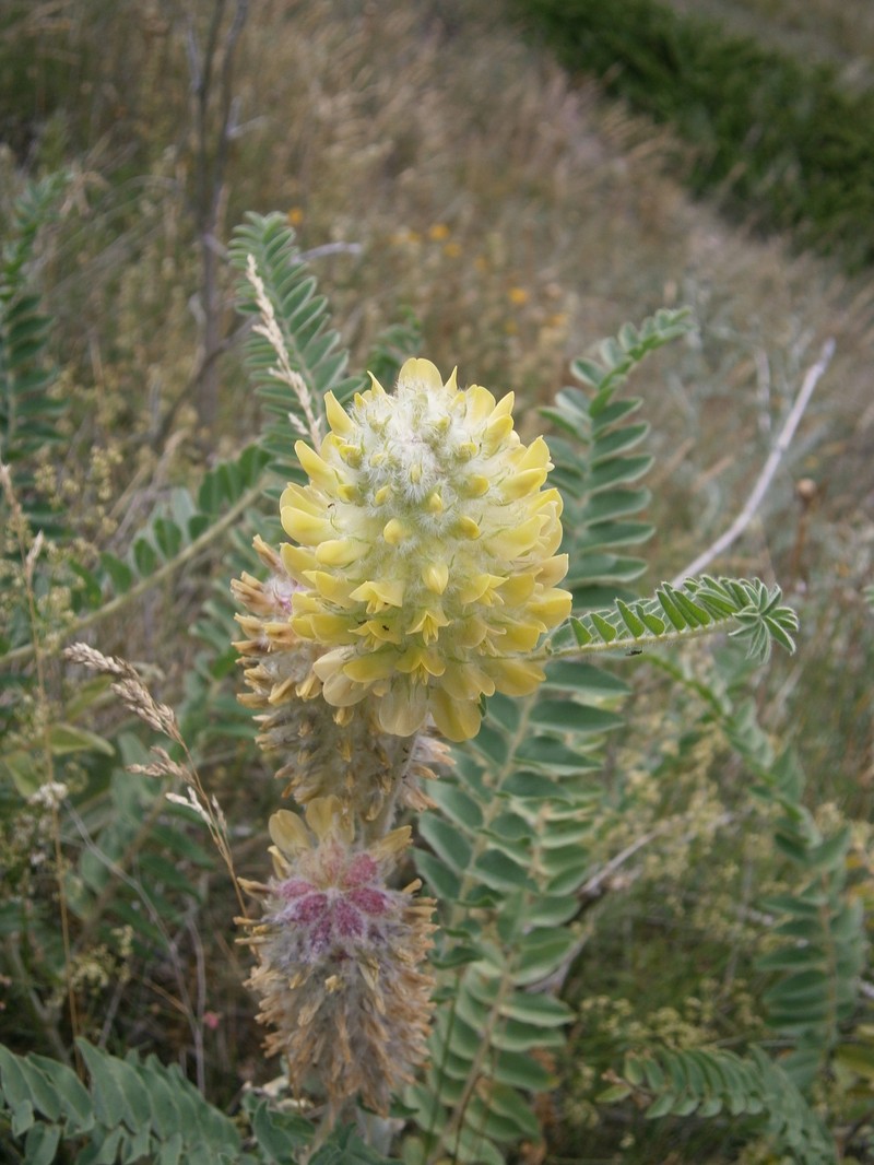 Astragalus centroalpinus photo 4