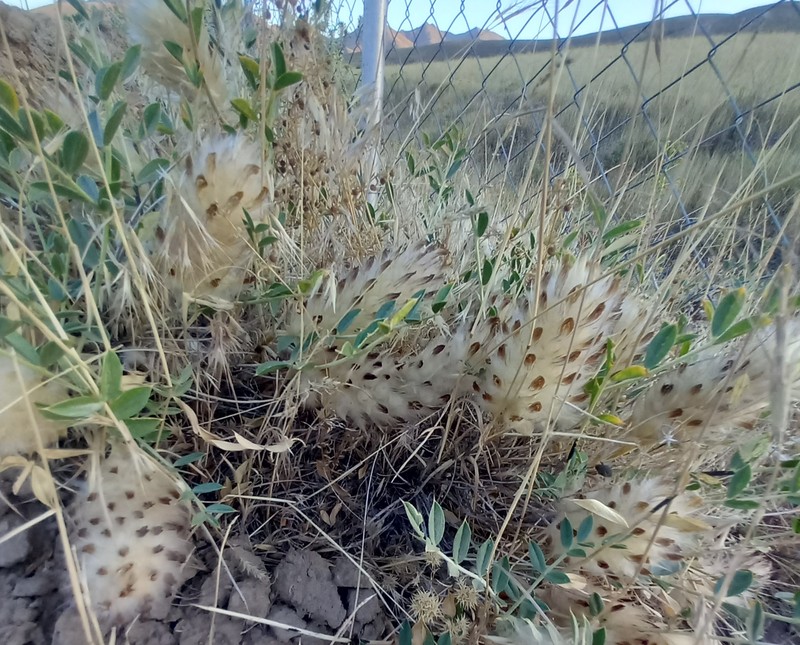 Astragalus centroalpinus photo 6