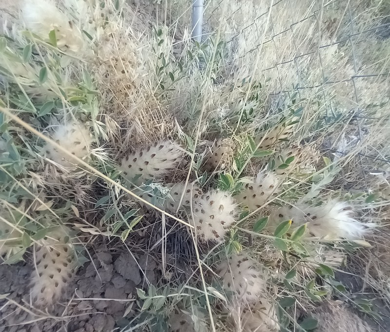 Astragalus centroalpinus photo 7