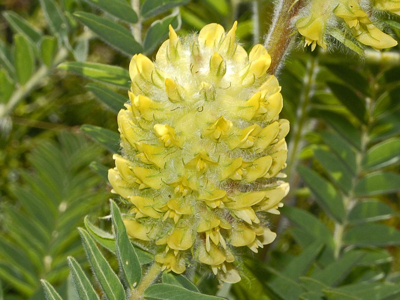 Astragalus centroalpinus photo 8