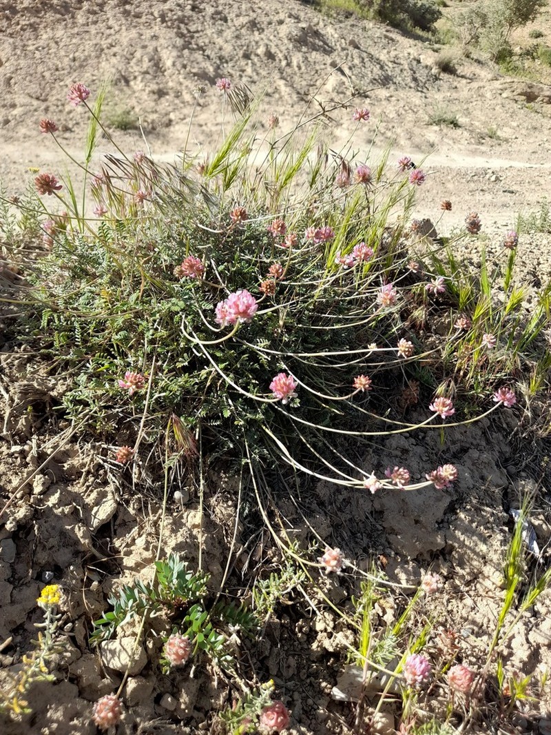 Astragalus cephalanthus