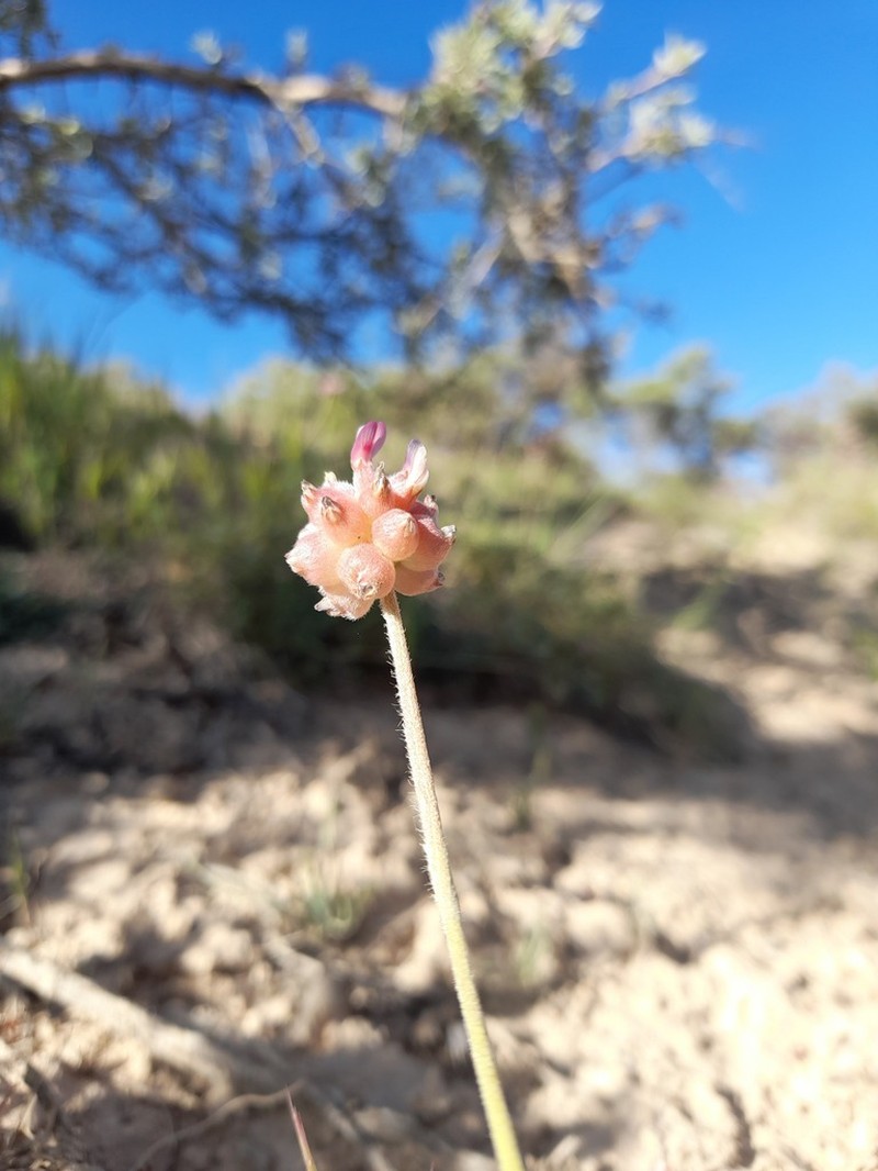Astragalus cephalanthus photo 2