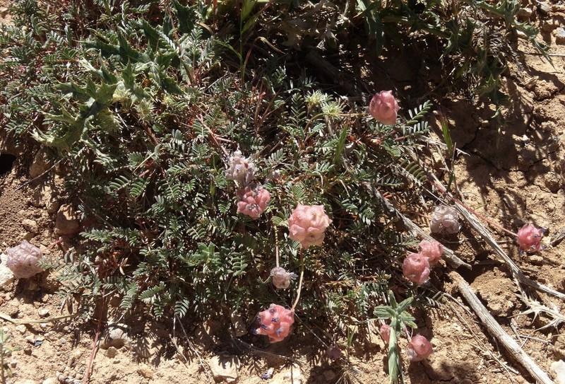 Astragalus cephalanthus photo 3