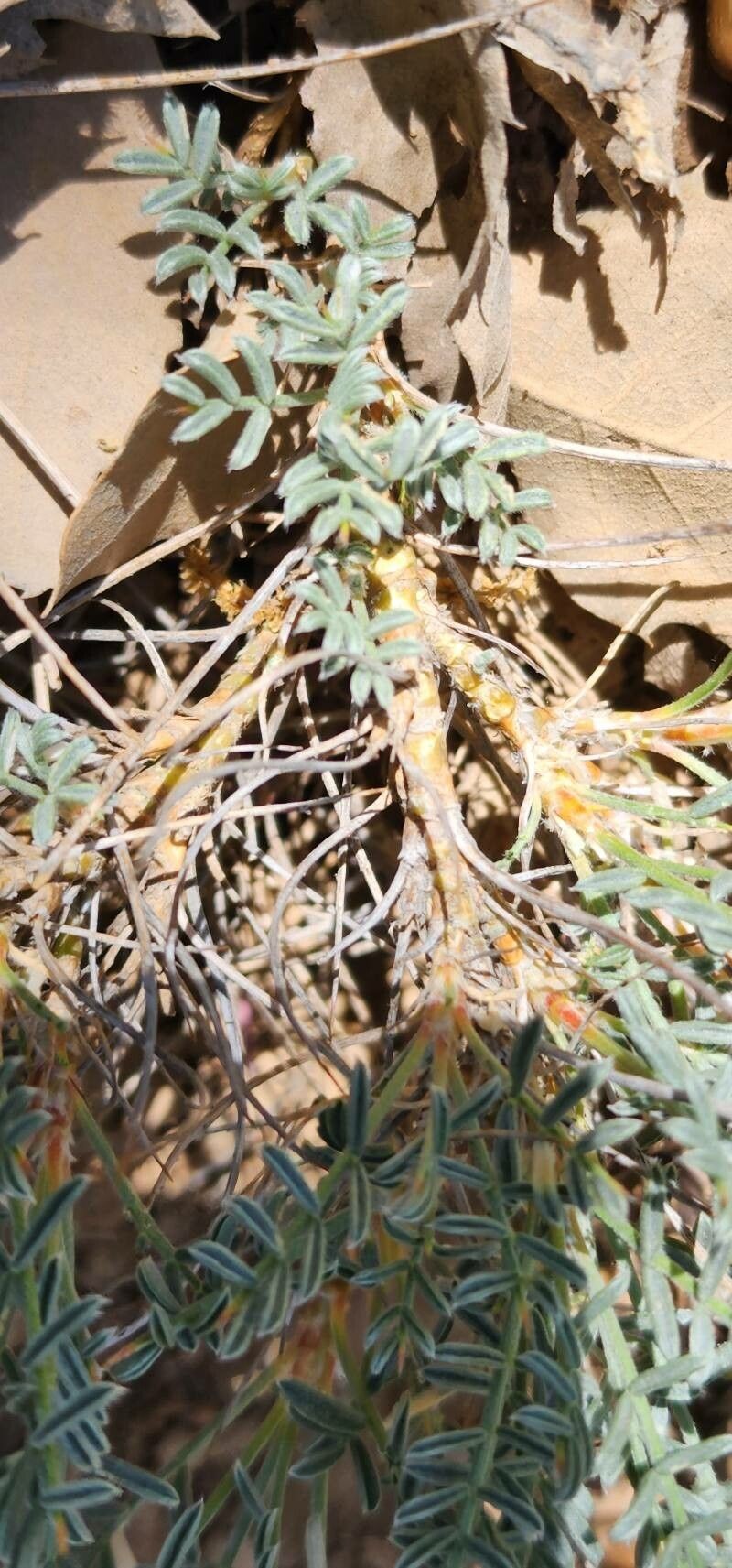Astragalus cephalanthus photo 4