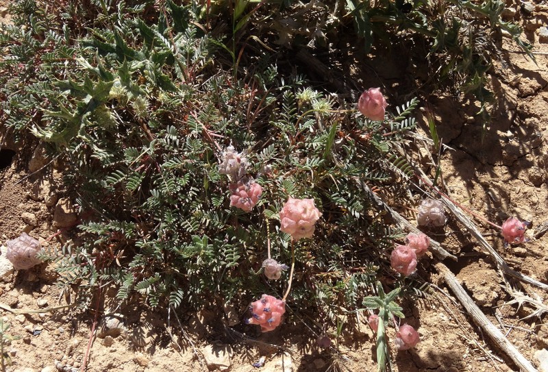Astragalus cephalanthus photo 5