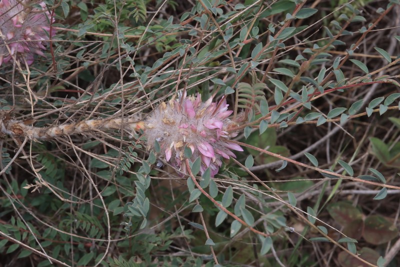 Astragalus cephalotes