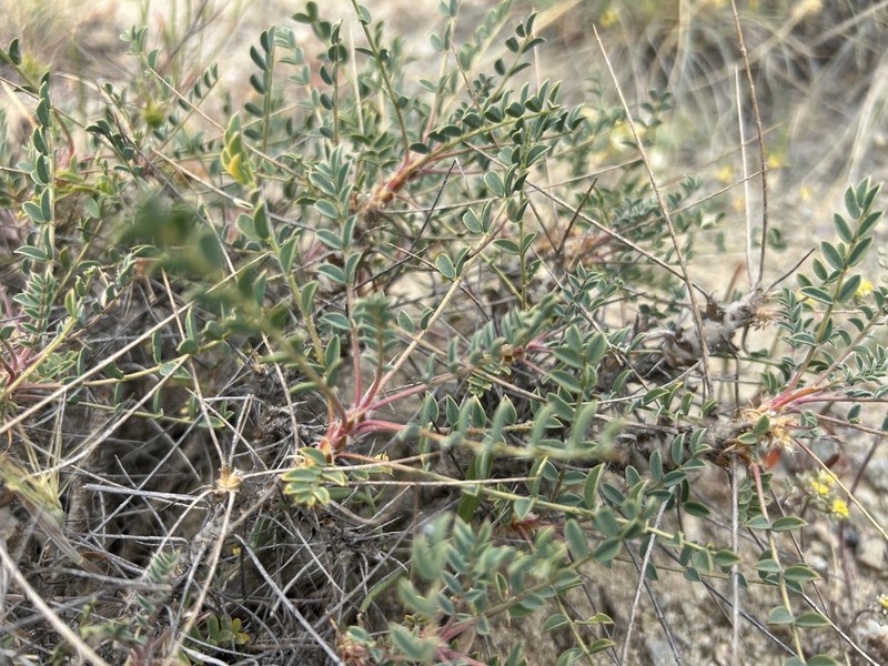 Astragalus cephalotes photo 2