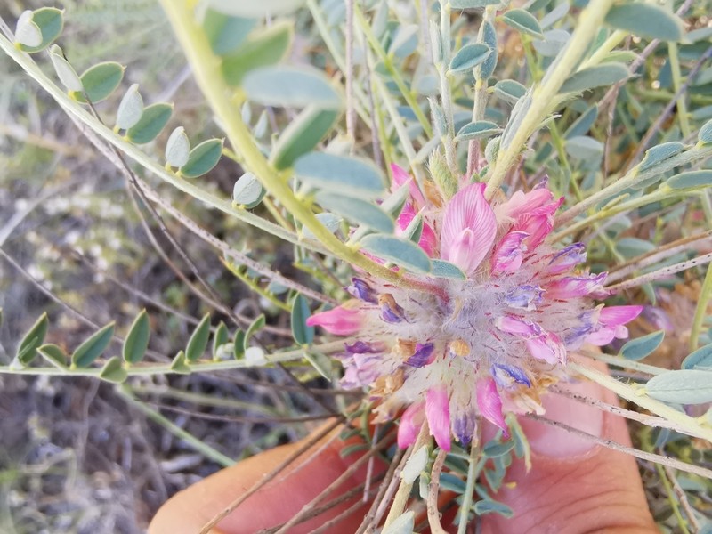 Astragalus cephalotes photo 3