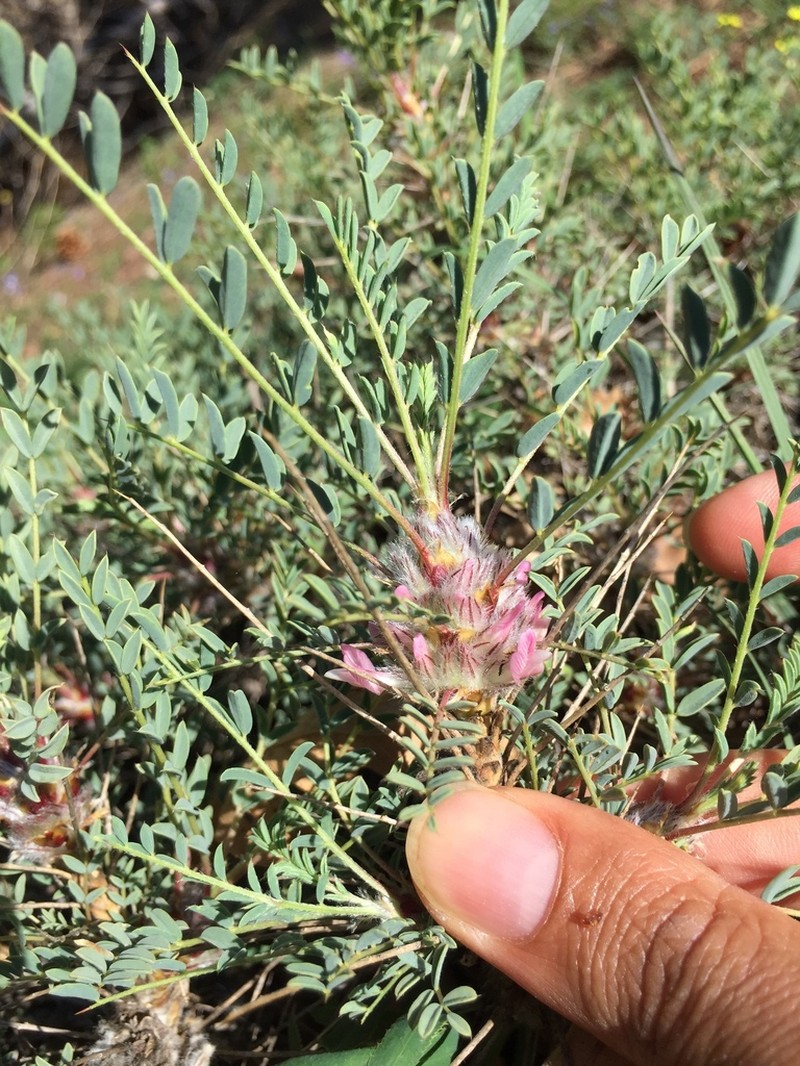 Astragalus cephalotes photo 4