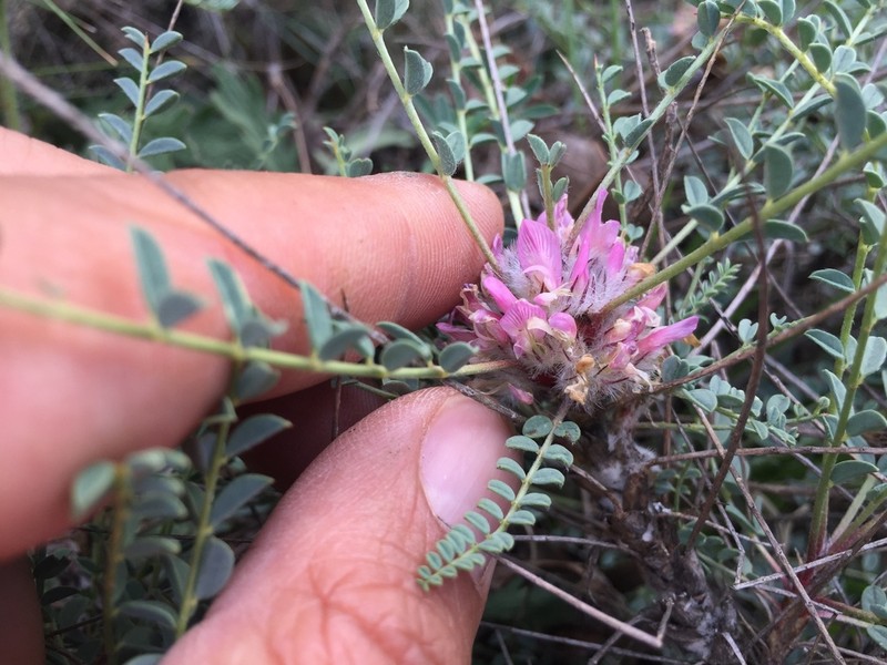 Astragalus cephalotes photo 5