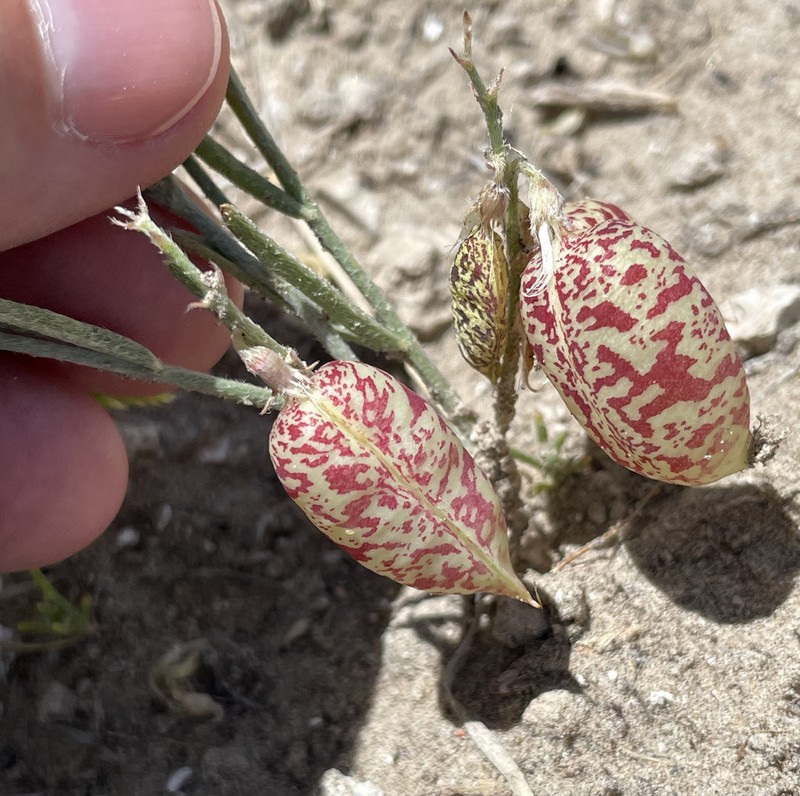 Painted Milkvetch photo 2