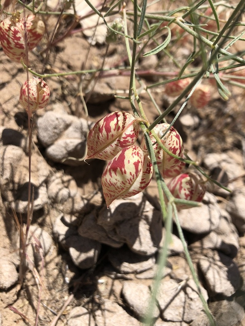 Painted Milkvetch photo 4