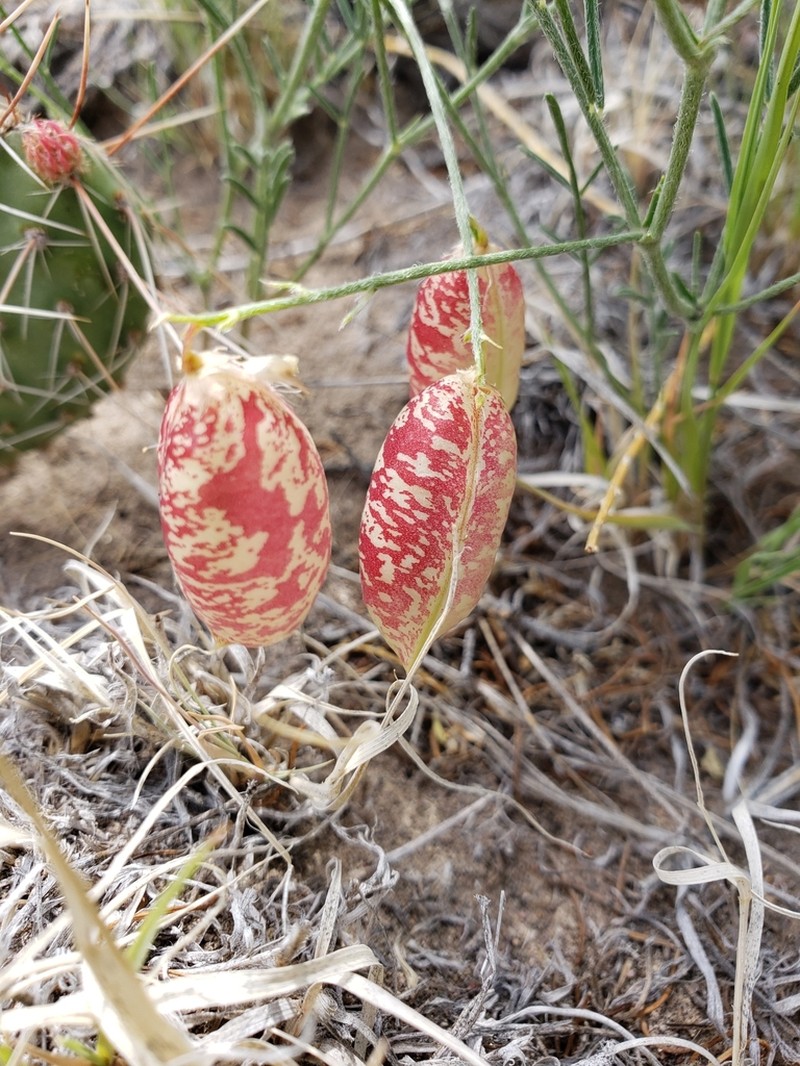 Painted Milkvetch photo 5