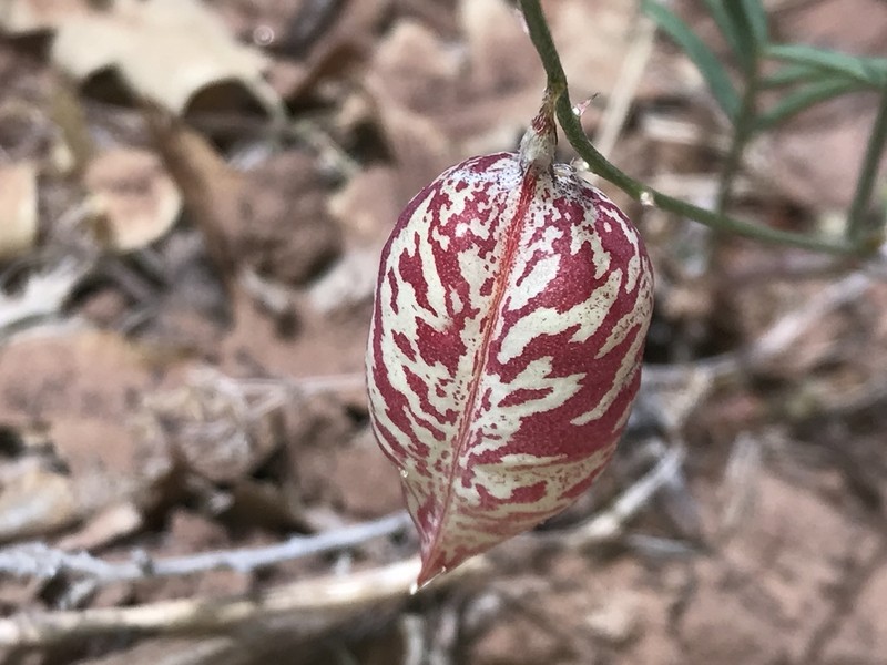 Painted Milkvetch photo 6