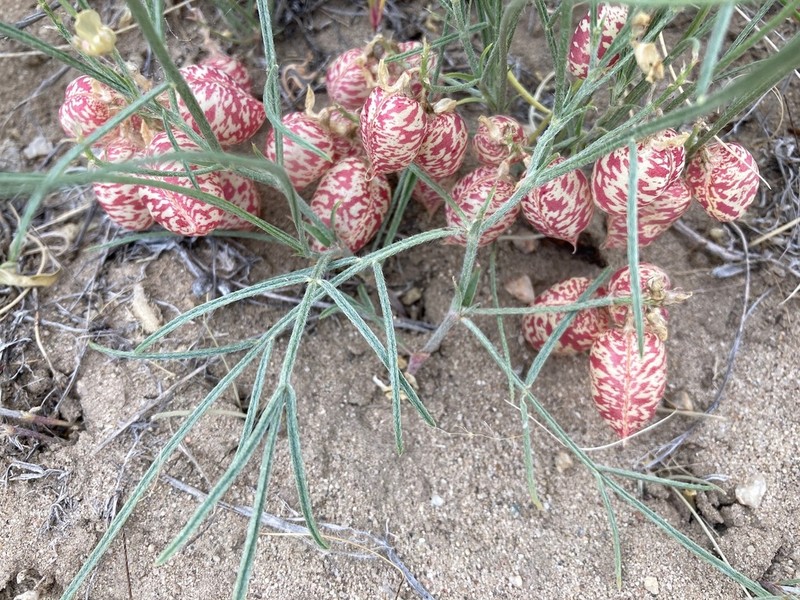 Painted Milkvetch photo 8