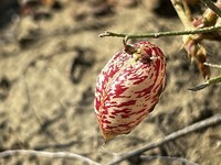 Painted Milkvetch