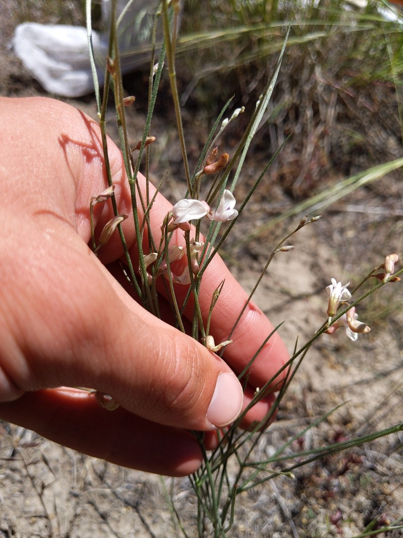 Astragalus ceramicus var. apus