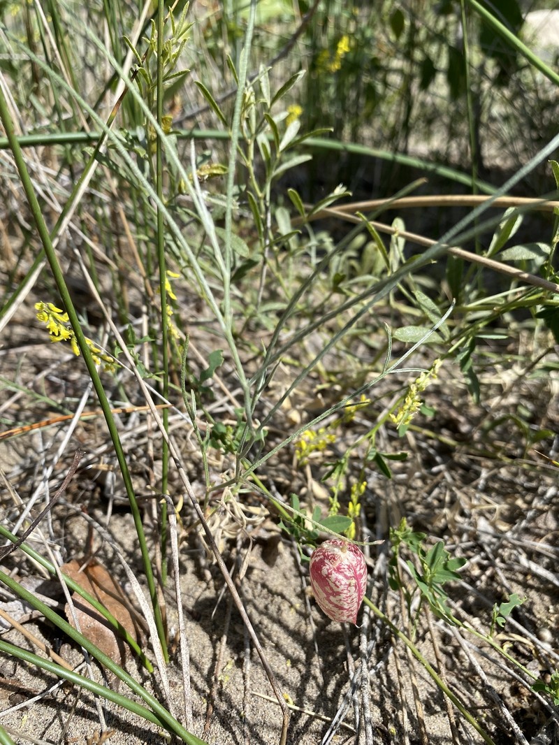 Astragalus ceramicus var. apus photo 2