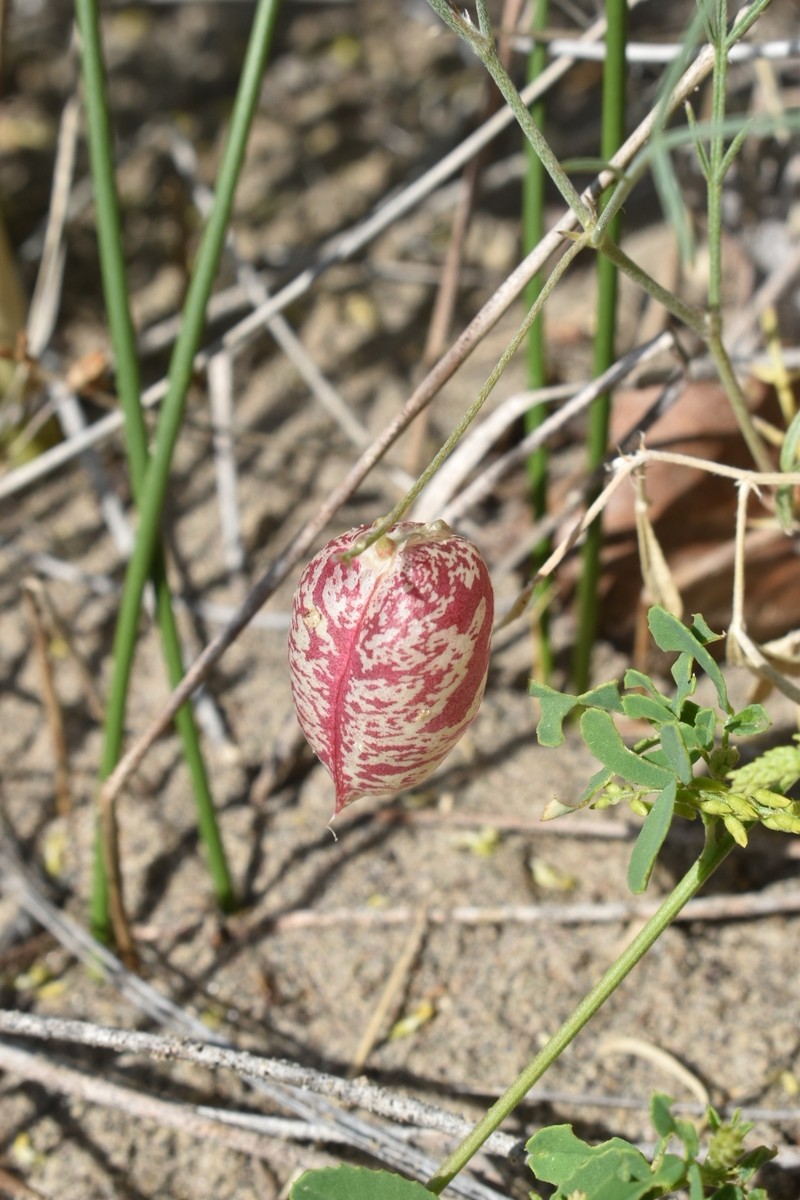 Astragalus ceramicus var. apus photo 3