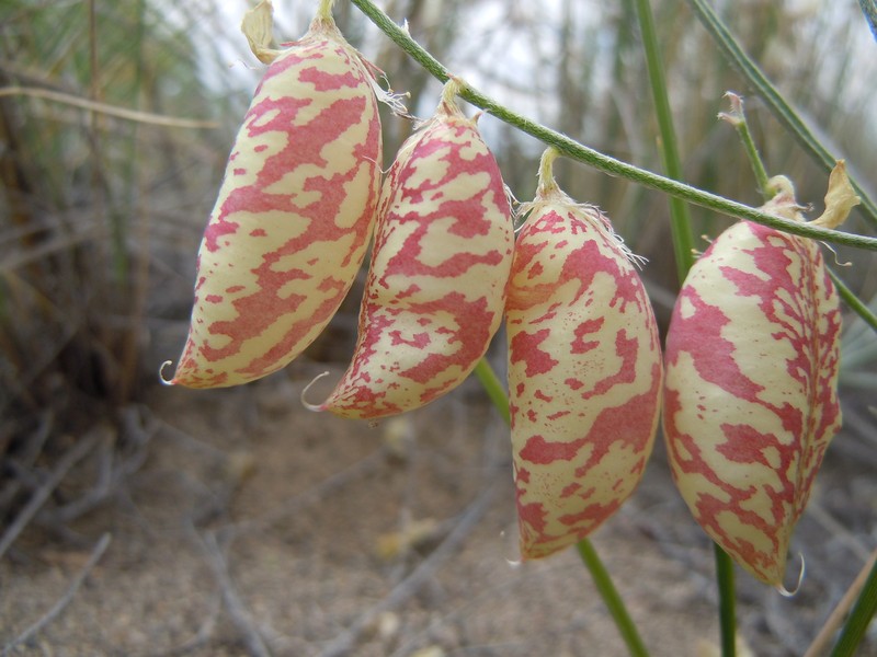 Astragalus ceramicus var. apus photo 4