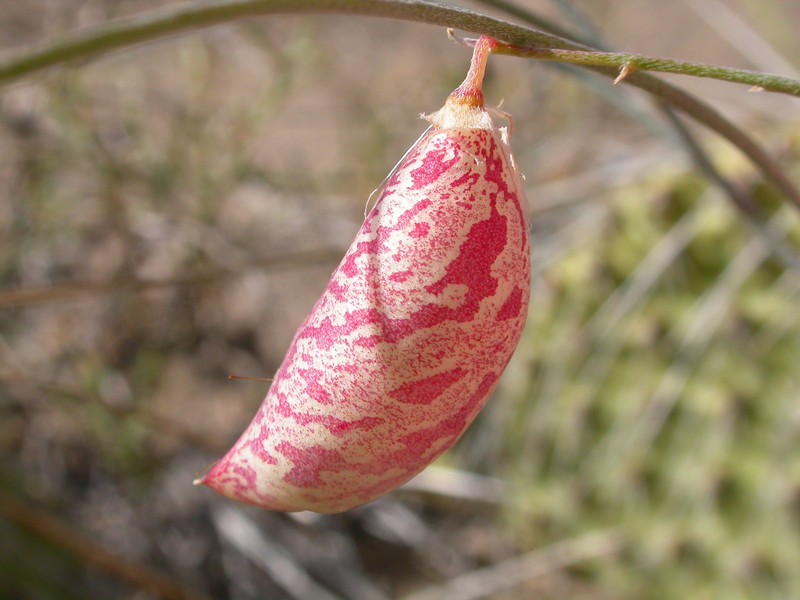 Astragalus ceramicus var. apus photo 5