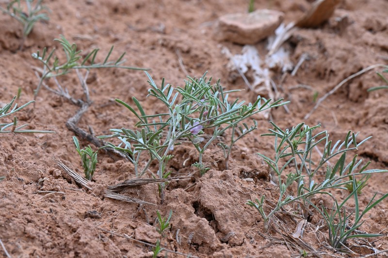 Astragalus ceramicus var. ceramicus
