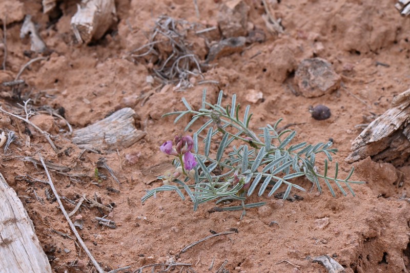 Astragalus ceramicus var. ceramicus photo 2