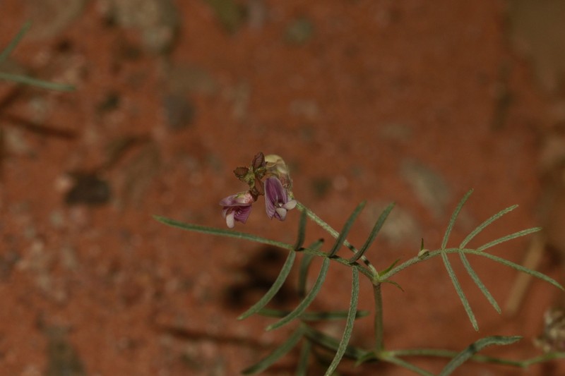 Astragalus ceramicus var. ceramicus photo 4