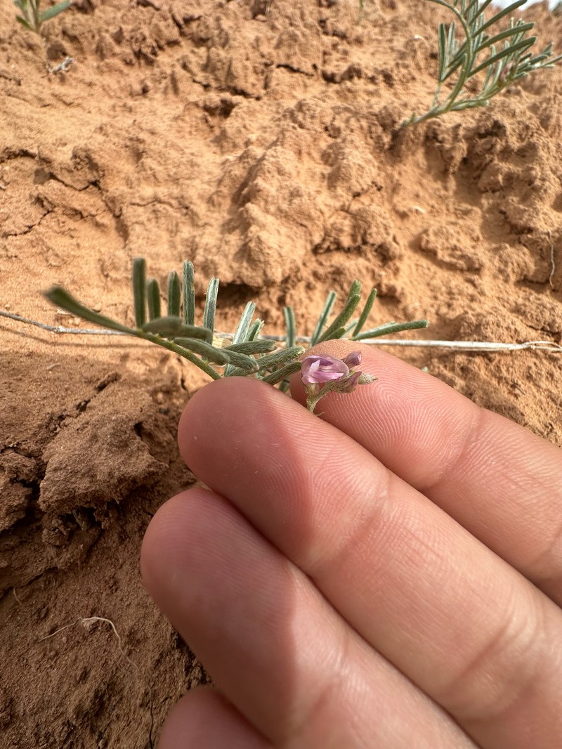 Astragalus ceramicus var. ceramicus photo 5