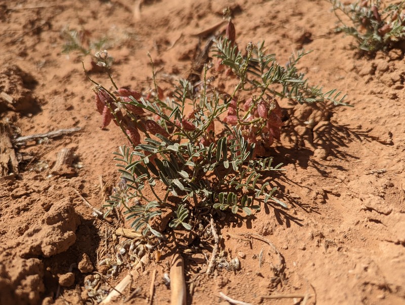 Astragalus ceramicus var. ceramicus photo 6