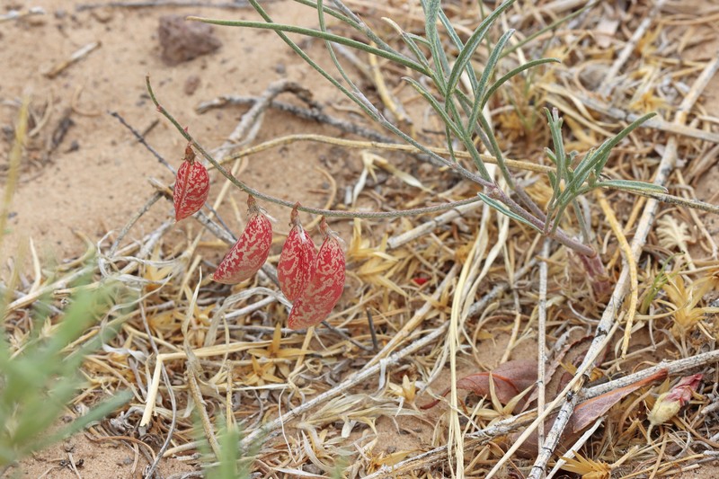 Astragalus ceramicus var. ceramicus photo 7