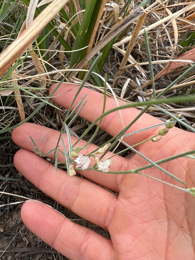 Astragalus ceramicus var. filifolius
