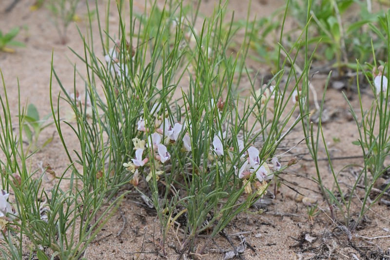 Astragalus ceramicus var. filifolius photo 2