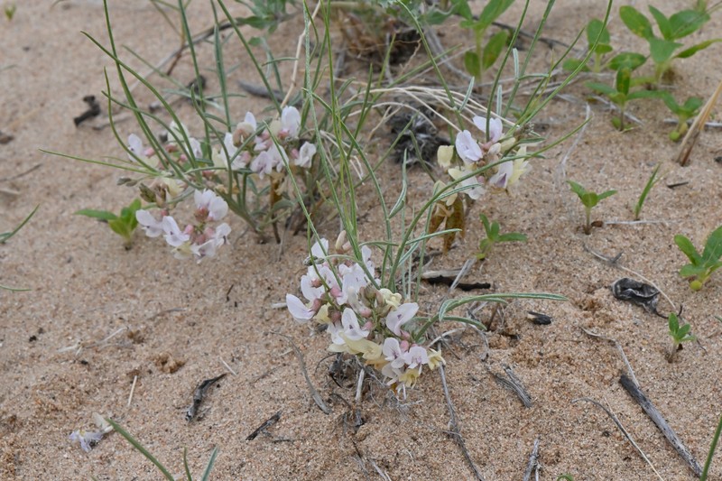 Astragalus ceramicus var. filifolius photo 3