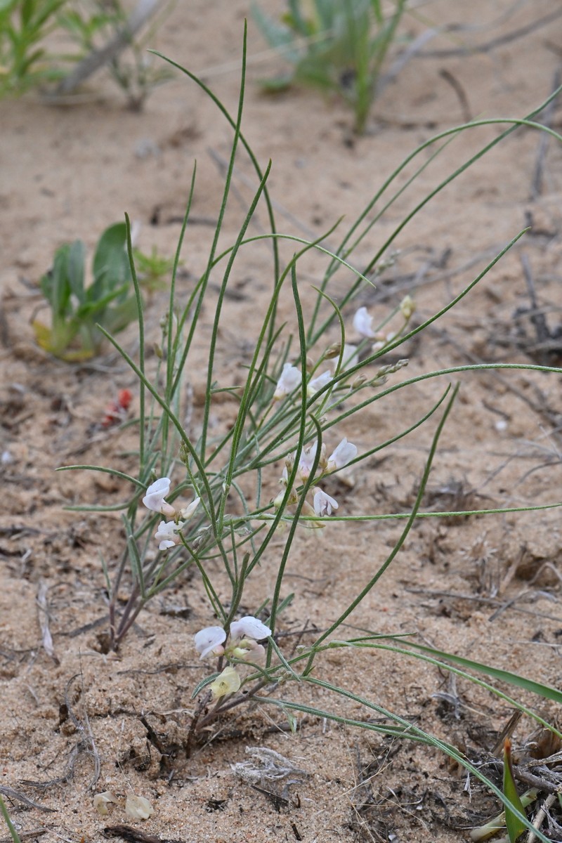 Astragalus ceramicus var. filifolius photo 4
