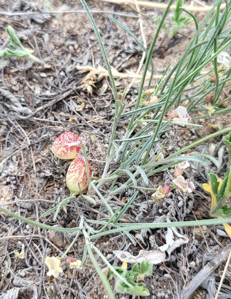 Astragalus ceramicus var. filifolius photo 5